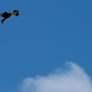 202601 Prácticas - PdC, EV, Aves - 1 de 2.webp