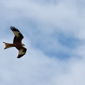 202601 Prácticas - PdC, EV, Aves - 2 de 2.webp