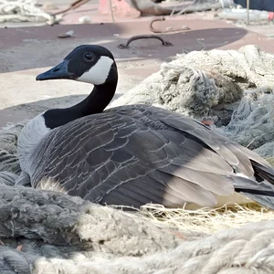 13APR26 Goose1.webp