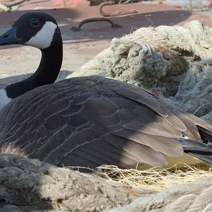 13APR26 Goose2.webp