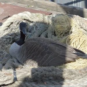 13APR26 Goose3.webp