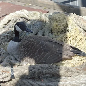 13APR26 Goose4.webp