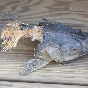 13APR26 Fish Head.webp