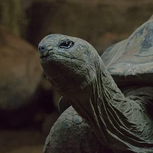 Aldabra tortise 1.webp