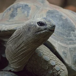 Aldabra tortise 2.webp