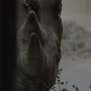 Black Rhino 8.webp