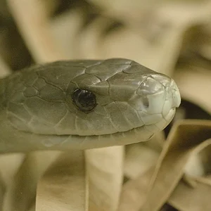 Black Mamba.webp