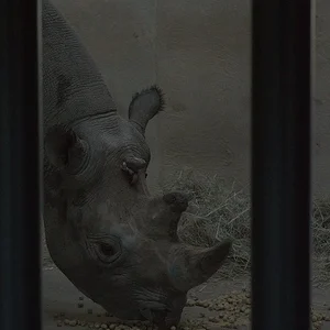 Black Rhino1.webp