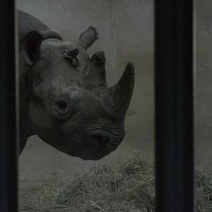 Black Rhino2.webp