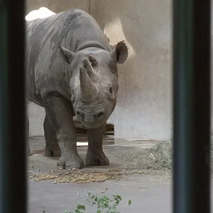 Black Rhino3.webp