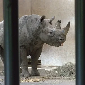Black Rhino 4.webp