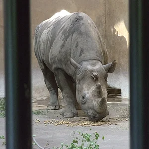 Black Rhino 5.webp