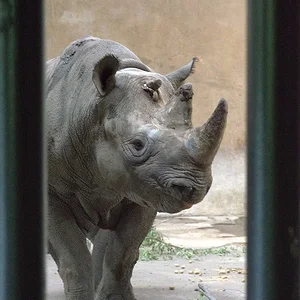 Black Rhino 6.webp