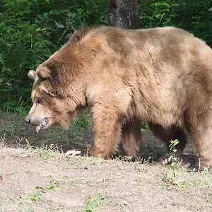 Brown Bear.webp
