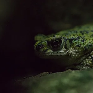 Chihuahuan Green Toad.webp