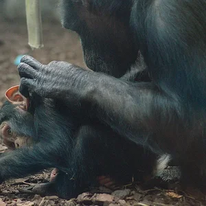 Chimp 1.webp