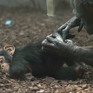 Chimp 2.webp