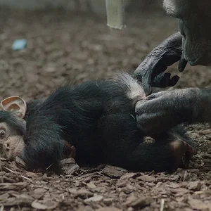 Chimp 3.webp