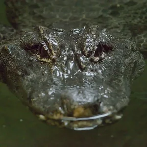 Chinese Alligator.webp