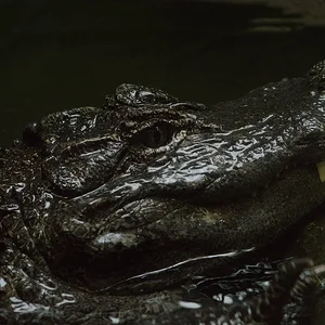 Chinese Alligator 2.webp