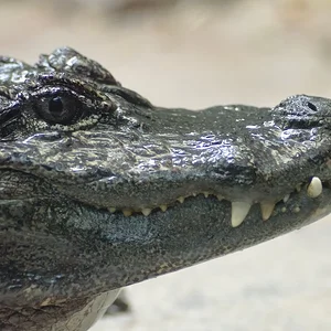 Chinese Alligator 3.webp