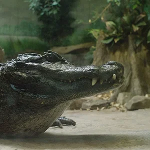 Chinese Alligator 4.webp