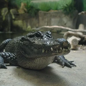 Chinese Alligator 5.webp
