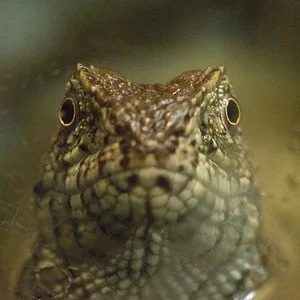 Chinese Crocodile Lizard.webp