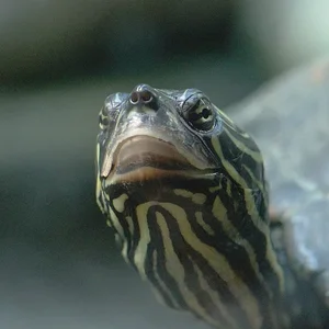 Frown.webp