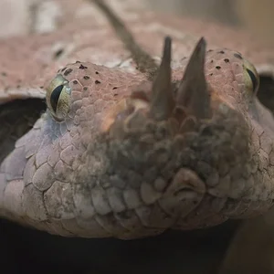 Gaboon Viper 1.webp