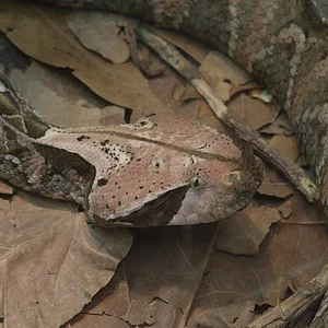 Gaboon Viper 2.webp