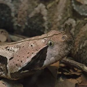 Gaboon Viper 3.webp