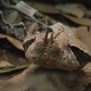 Gaboon Viper 4.webp