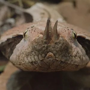 Gaboon Viper 5.webp