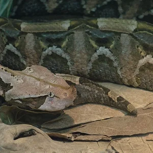 Gaboon Viper 6.webp