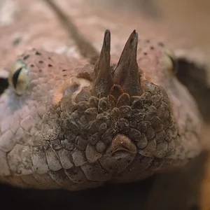 Gaboon Viper horns.webp