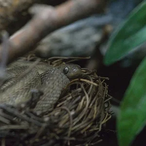 Gan's egg eating snake.webp