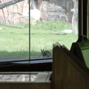 Gorilla Exhibit 1.webp