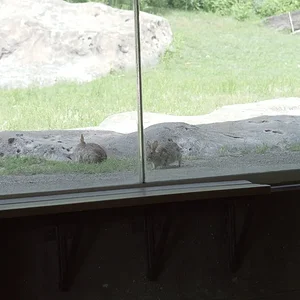 Gorilla Exhibit 2.webp