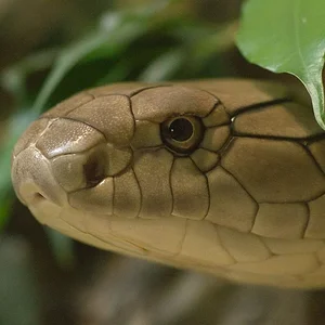 King Cobra1.webp