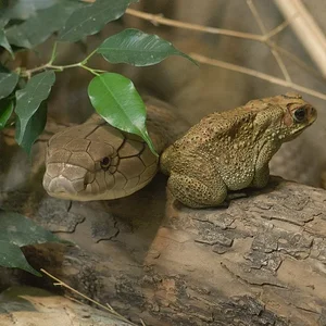 King Cobra and Black Spined Toad.webp