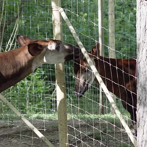 Okapi.webp