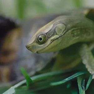 Pan's Box Turtle.webp