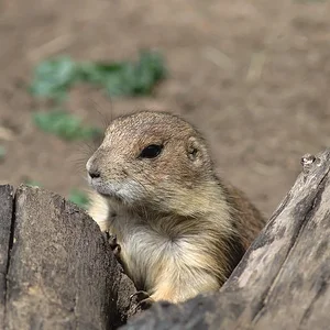 Prarie Dog.webp