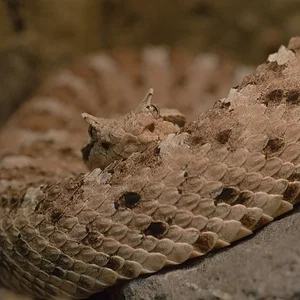 Sonoran Sidewinder.webp