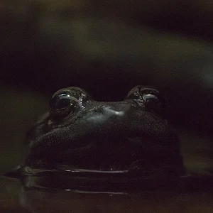 Togo slippery frog.webp