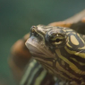 Turtle1.webp