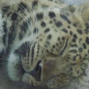 Sleeping Leopard.webp