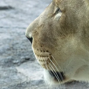 Lioness.webp