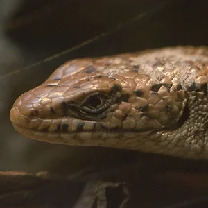 Northwestern Alligator Lizard.webp